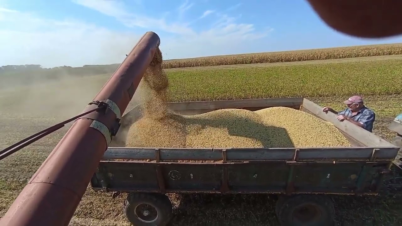 Жнива сої 2025