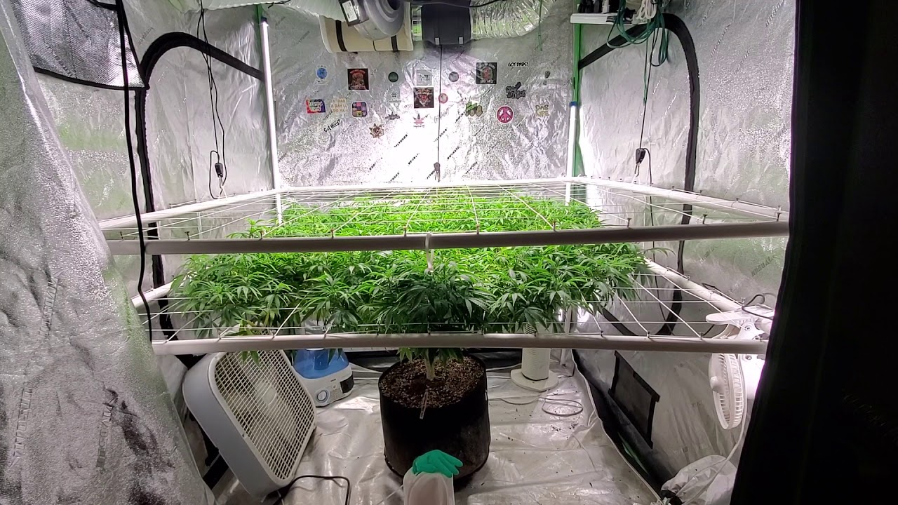 Day 2 of flower Nets are up Greenthumb's.