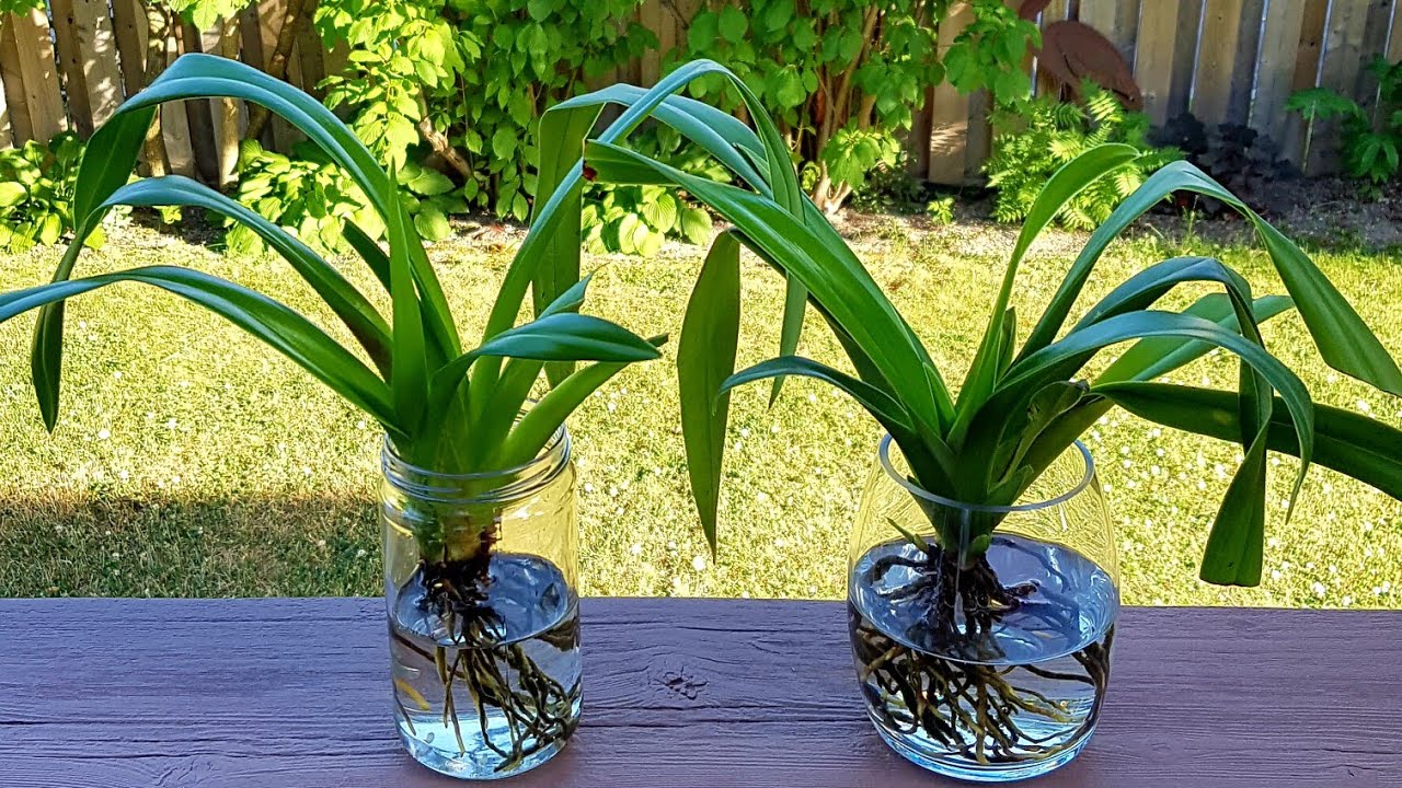 兰花水培－美洲兜兰 Phragmipedium