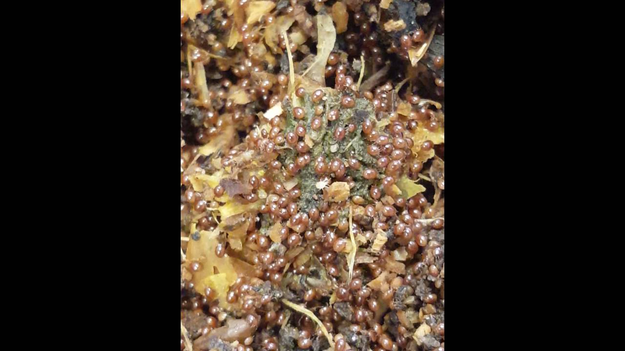Cannabis true living organics compost wierd right?