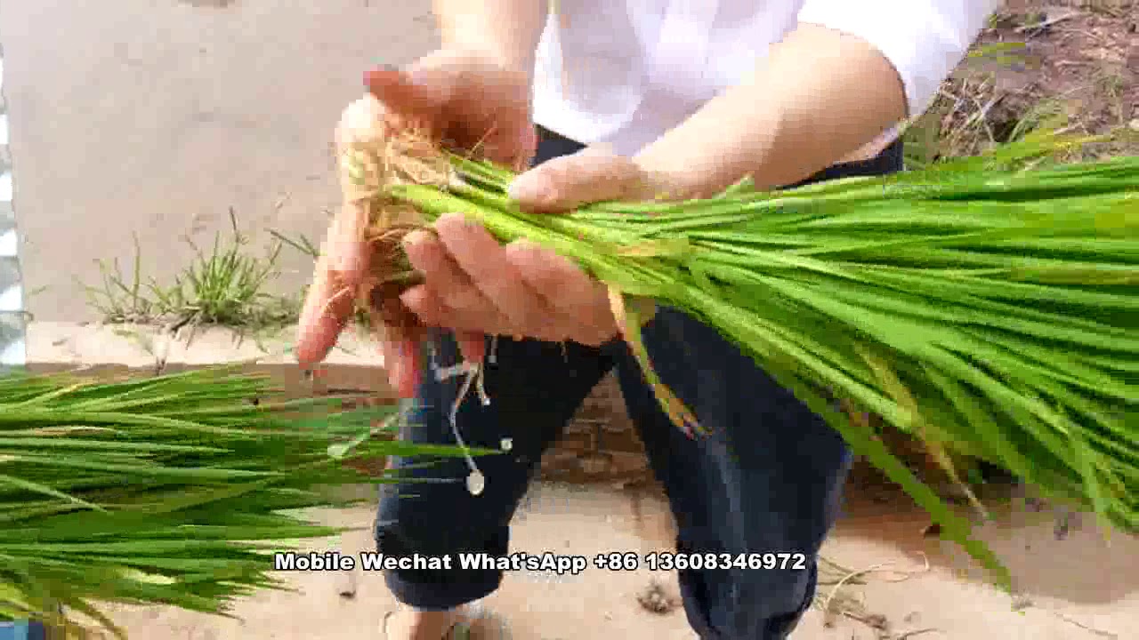 How to use manual rice planter