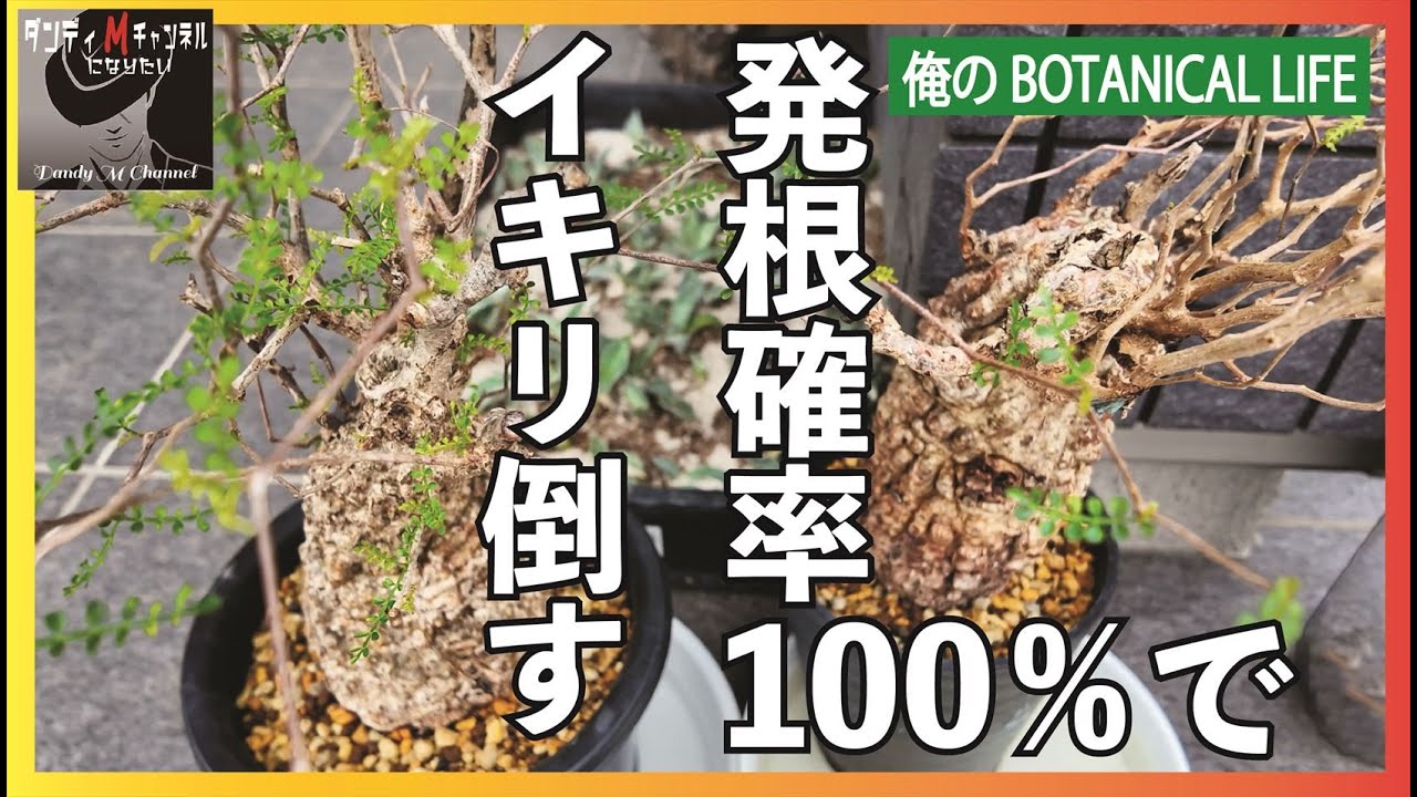 【秘伝公開】どうだ！パキプス発根管理100％　現地発根株でこのやり方で結果を出す