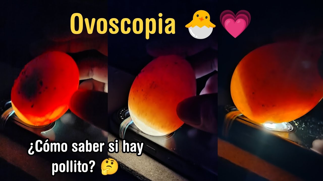 ¿Cómo realizar una ovoscopia? 🤔 ¿Tendremos pollitos dentro de poco? 🐣