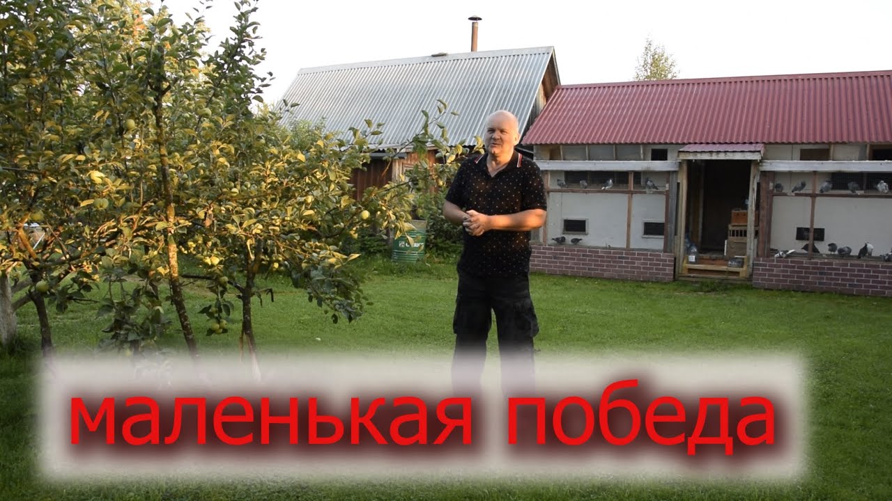 ГОЛУБКИ 712 км. Итоги соревнования спортивных голубей. Программа выполнена.