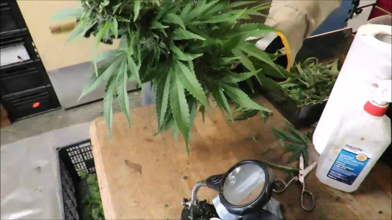 Speedee Trim Canada -- Demo #1