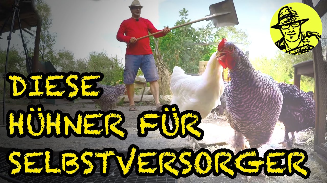 &Uuml;ber H&uuml;hner und das gr&ouml;&szlig;te Riesen-XXL-Steak, das ich je gegessen habe. Special Guest:  @HappyHuhn