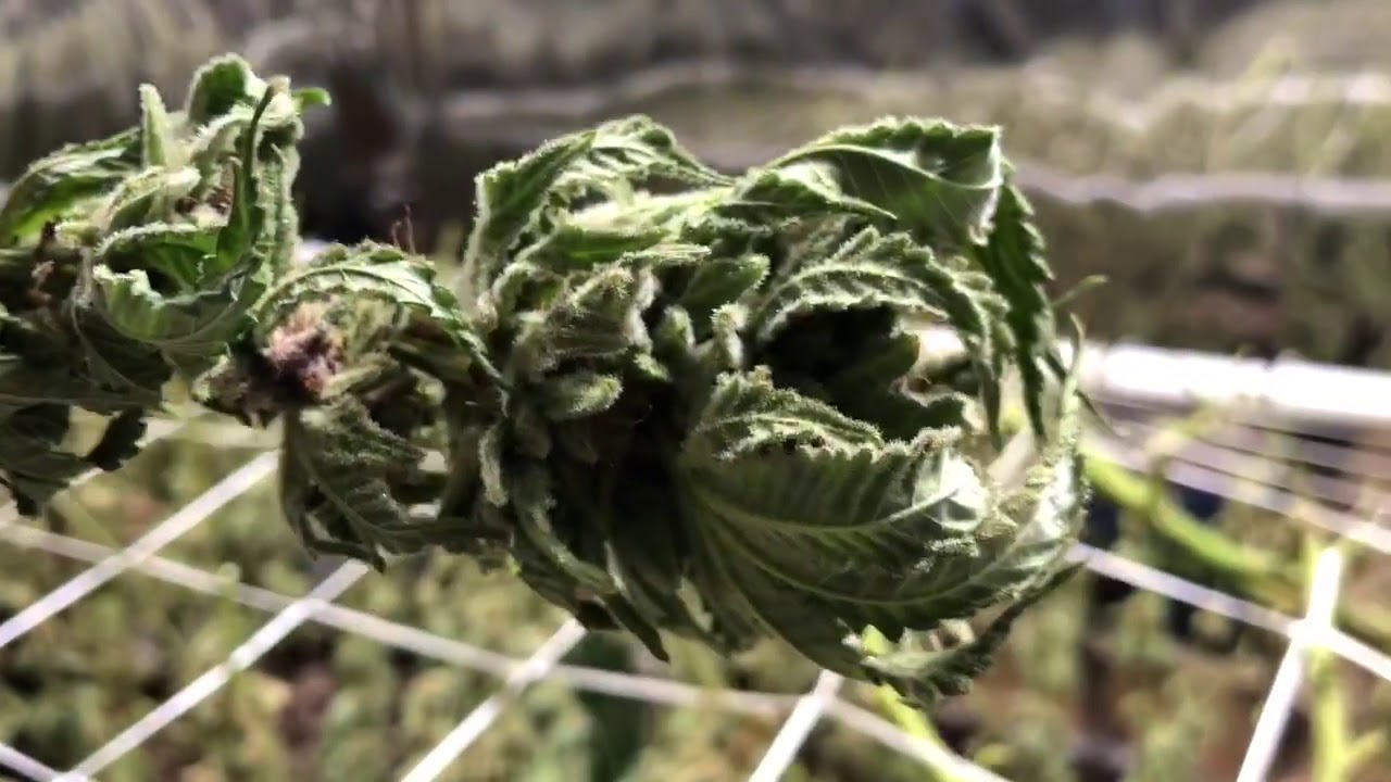 Blackberry Fire harvest week9 day63