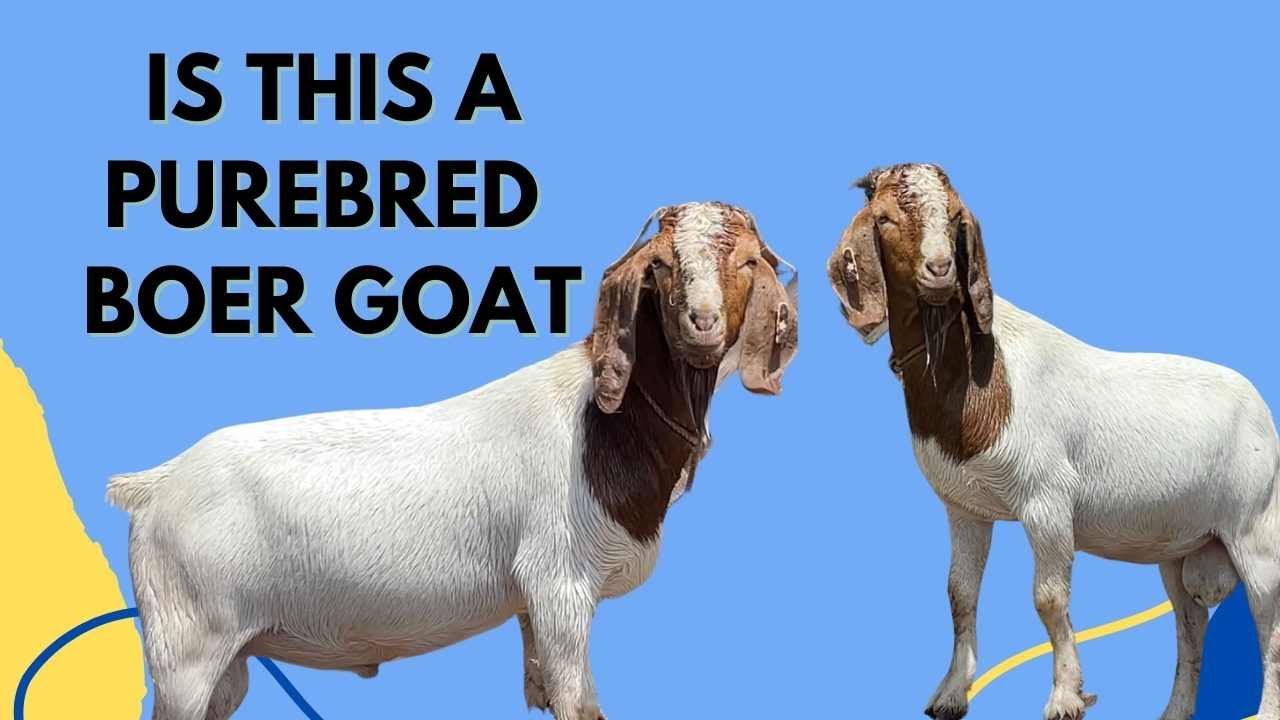 IS THIS A PUREBRED BOER OR NUBIAN || HOW TO TELL IF IT IS PUREBRED ANIMAL