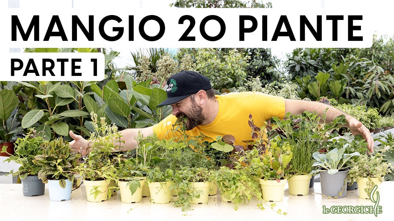 Le 20 piante edibili pi&ugrave; strane! Aromatiche super particolari 😉 parte 1