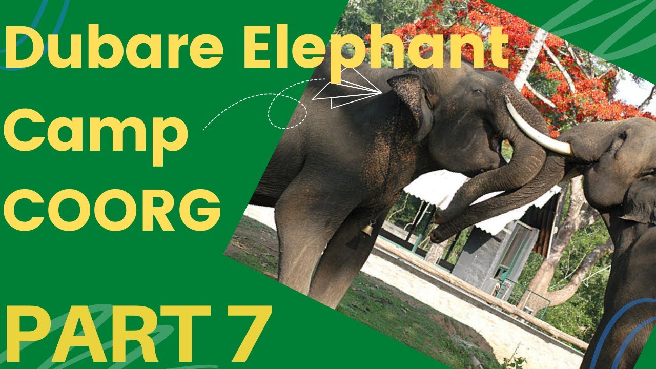 Coorg Dubare Elephant Camp: Bathe, Feed & Ride Majestic Elephants in Nature’s Lap!