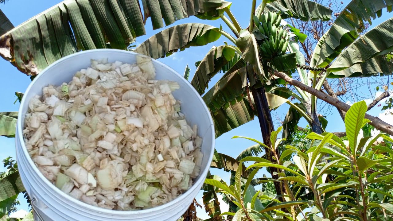 How To Ferment Banana  Plant  For Poultry Feeds ( Cut Costs On Chicken Feeds)