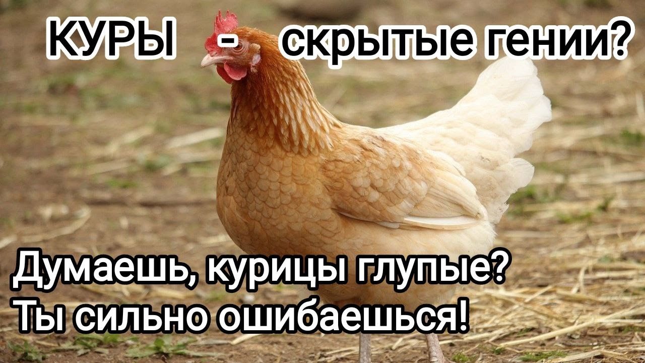 Куры – секретные гении животного мира! 🤯 Что вы о них НЕ знали? Chickens.