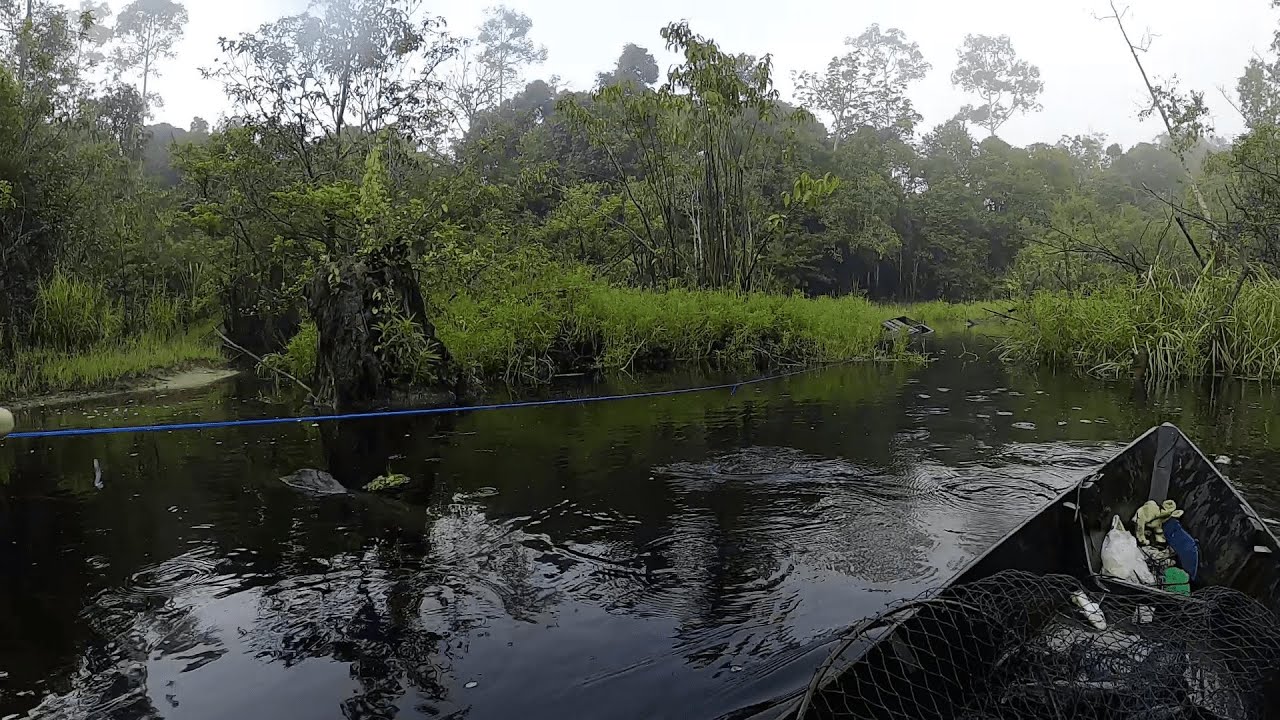 DI TITIK RAWA TERDALAM, PESTA IKAN BESAR PUN TERJADI...!!