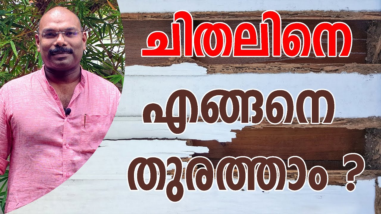 ചിതലിനെ എങ്ങനെ തുരത്താം | How to Get Rid of Termites Permanently from Home.