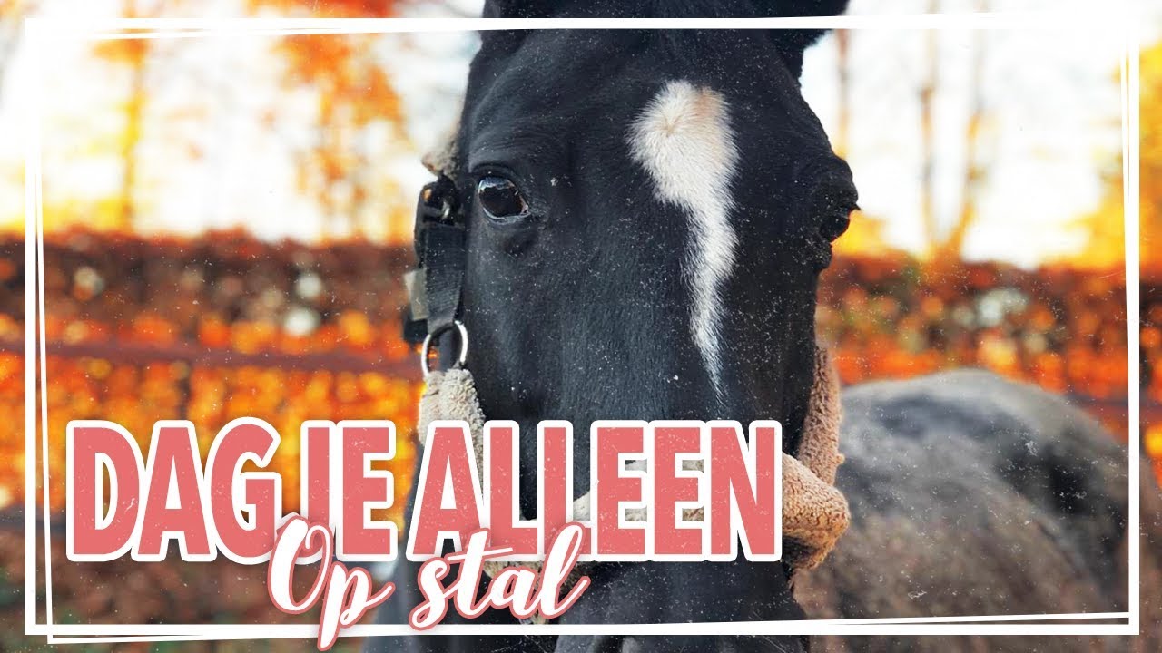 Een dagje alleen op stal!