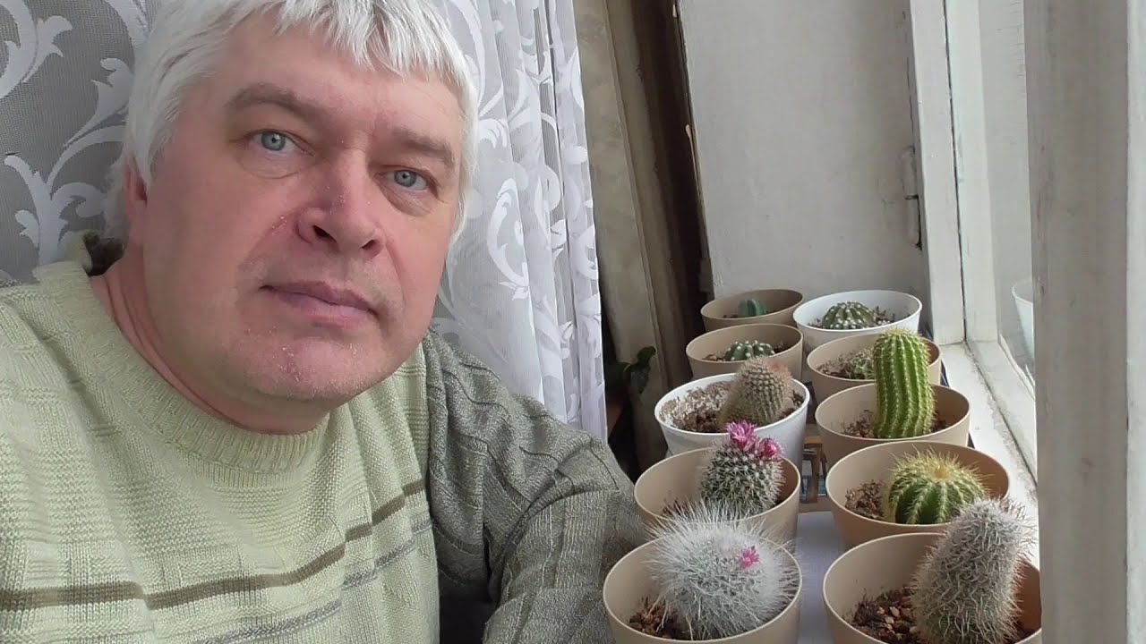 Сегодня 19 марта 2025 год. Видео про кактусы. У меня цветут два кактуса на подоконнике