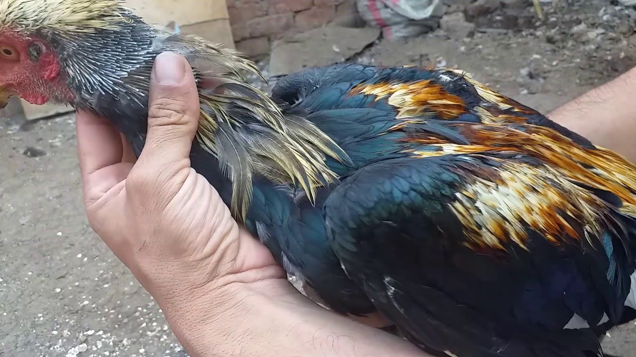 شرط يكون الديك عينه بيضه!!!؟مواصفات الديك الهندي👍👆