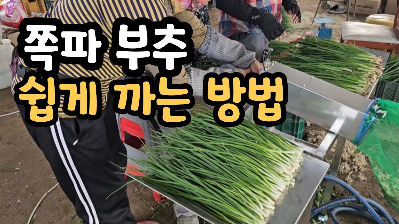 쪽파 쉽게 까는 방법  로컬푸드 소포장 판매