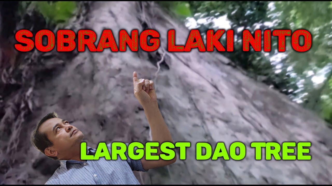 Largest Dao Tree #tree