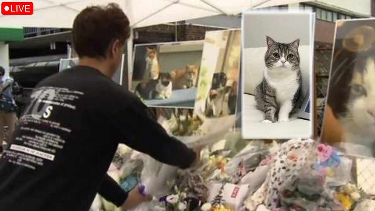 まる猫の葬儀 | 日本のネット猫まる最後の追悼動画💔😭