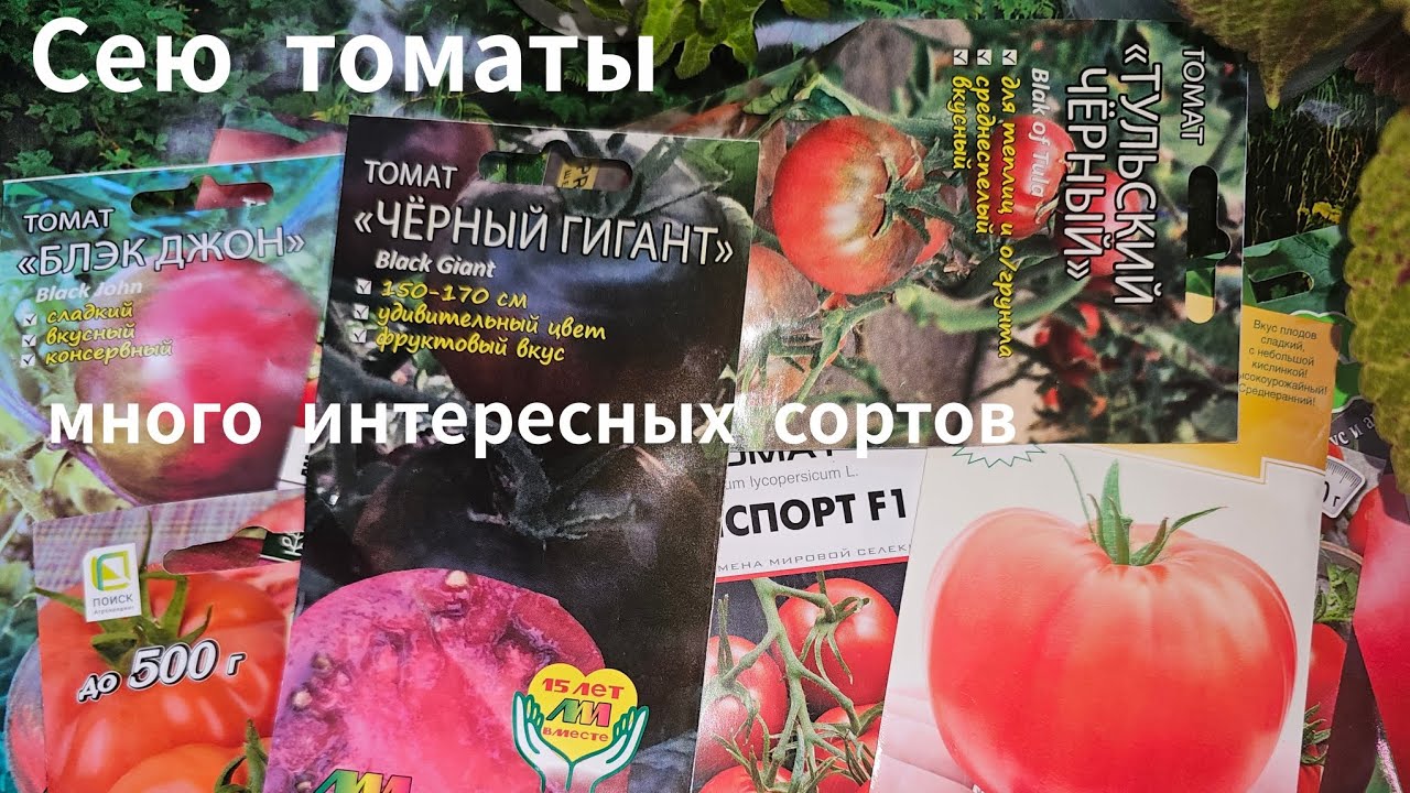 Обзор семян интересных сортов томатов 🍅