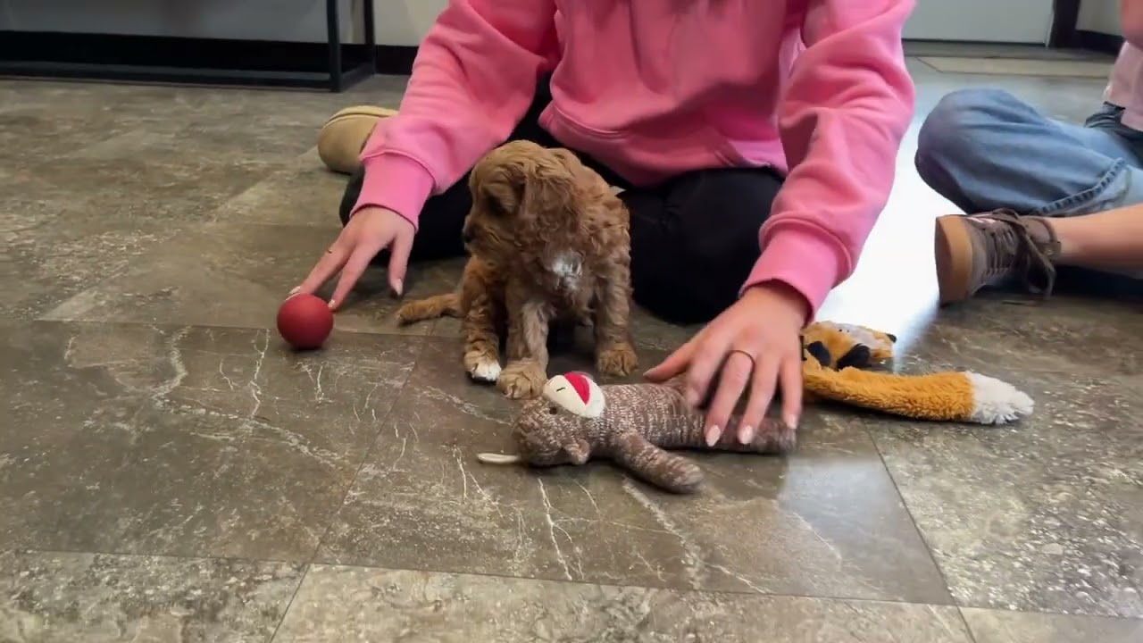 Chuck. Cavapoo