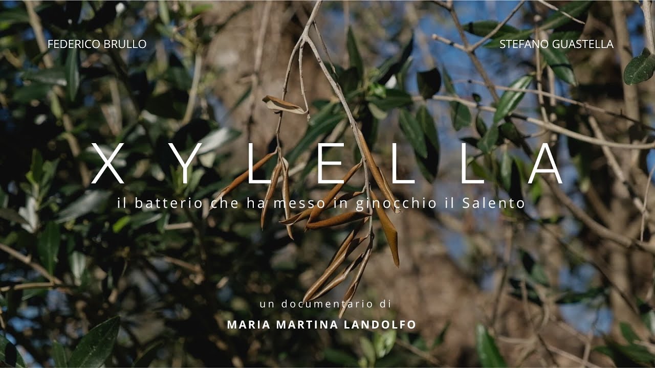 XYLELLA - il batterio che ha messo in ginocchio il Salento