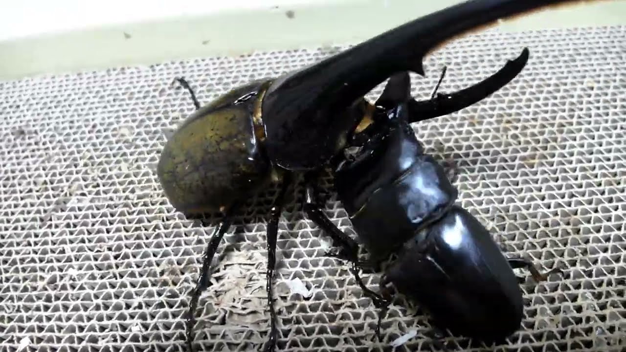 헤라클레스 vs 아체 투곤 / Dynastes hercules vs Dorcus titanus yasuokai