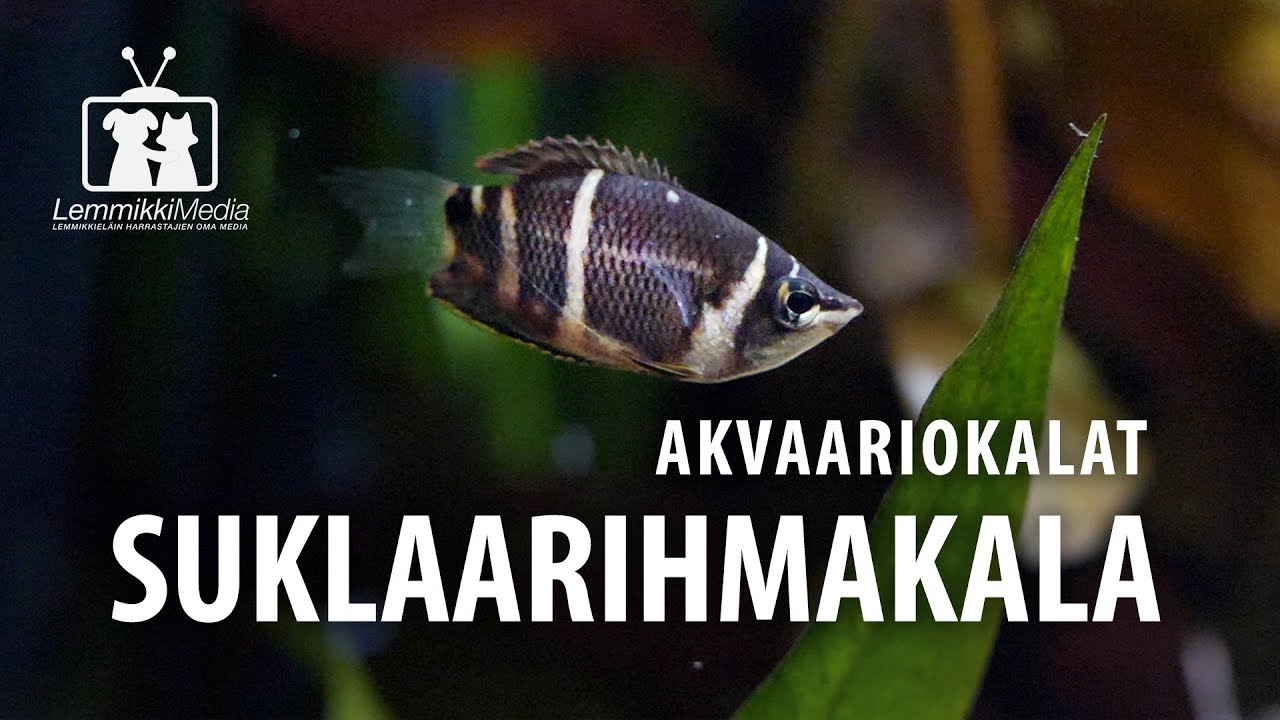 Akvaario: Suklaarihmakala on hillitty akvaariokala
