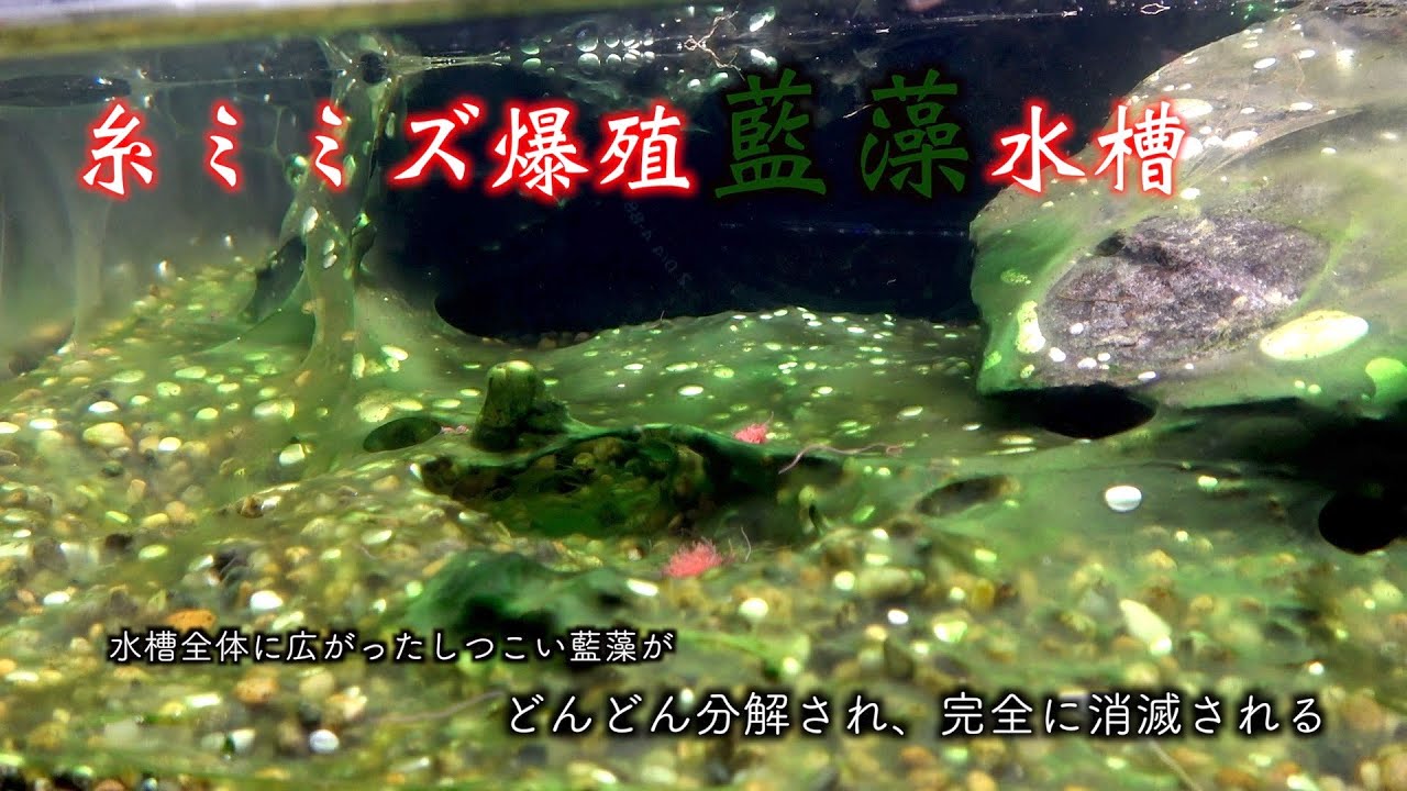 べったりしつこい藍藻が米糠で、どんどん分解され完全に消滅されて行く。イトメ爆繁殖水槽３