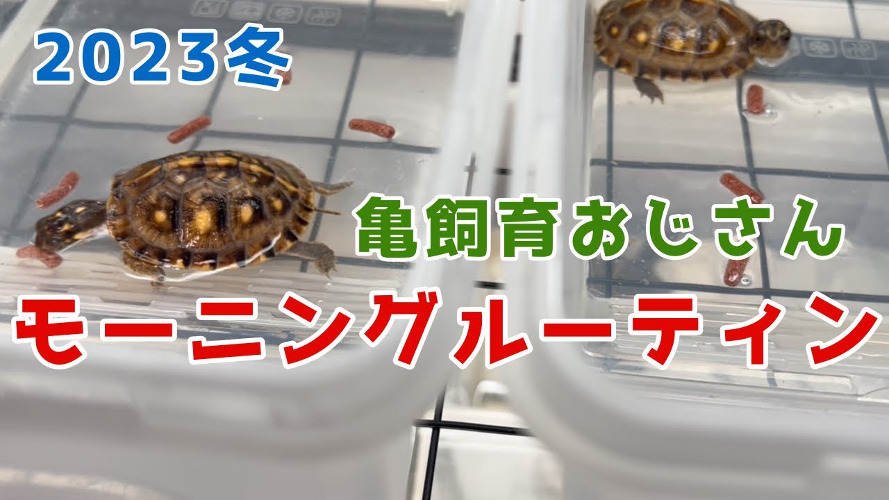 31匹の亀を飼育する、おじさんのモーニングルーティン2023冬