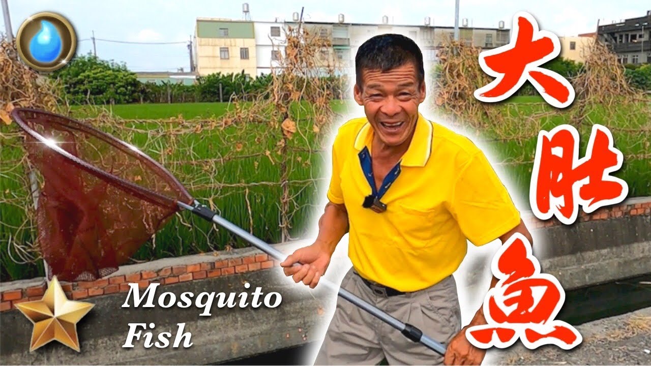 野味16集 | 大肚魚 |  鹽酥大肚魚 酥炸 | Mosquito fish | 萍哥Pinger