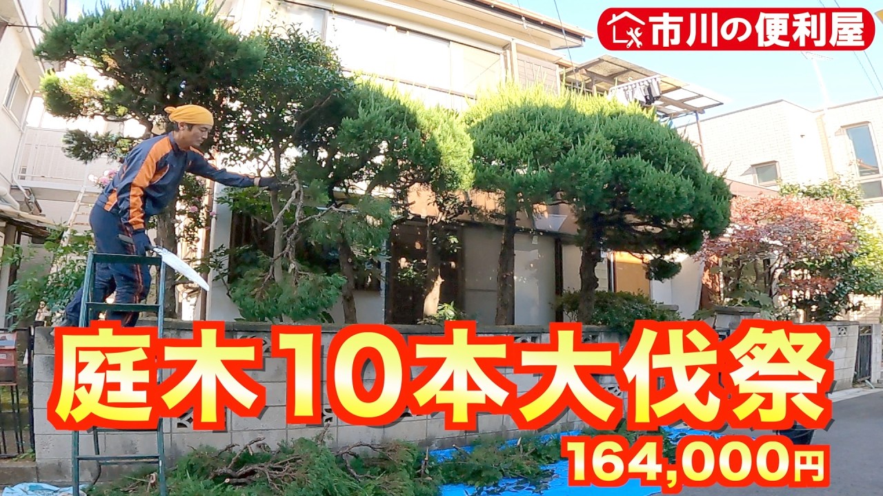 【庭木10本大伐採】お見積りにお伺い🌲＆即受注🪓鎌ケ谷の便利屋動員で異例のスピード作業｜コニファー🌳月桂樹🌿椿🌺もみじ🍁千葉県市川市の便利屋！各作業料一覧、お問い合わせ先は概要欄をご覧下さい！