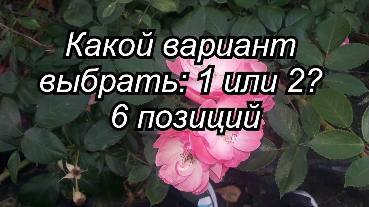 Какой вариант из двух выбрать? - гадание онлайн на таро