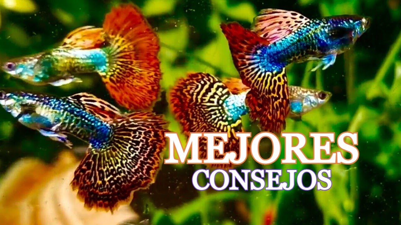 Reglas de Oro para cuidar Guppys