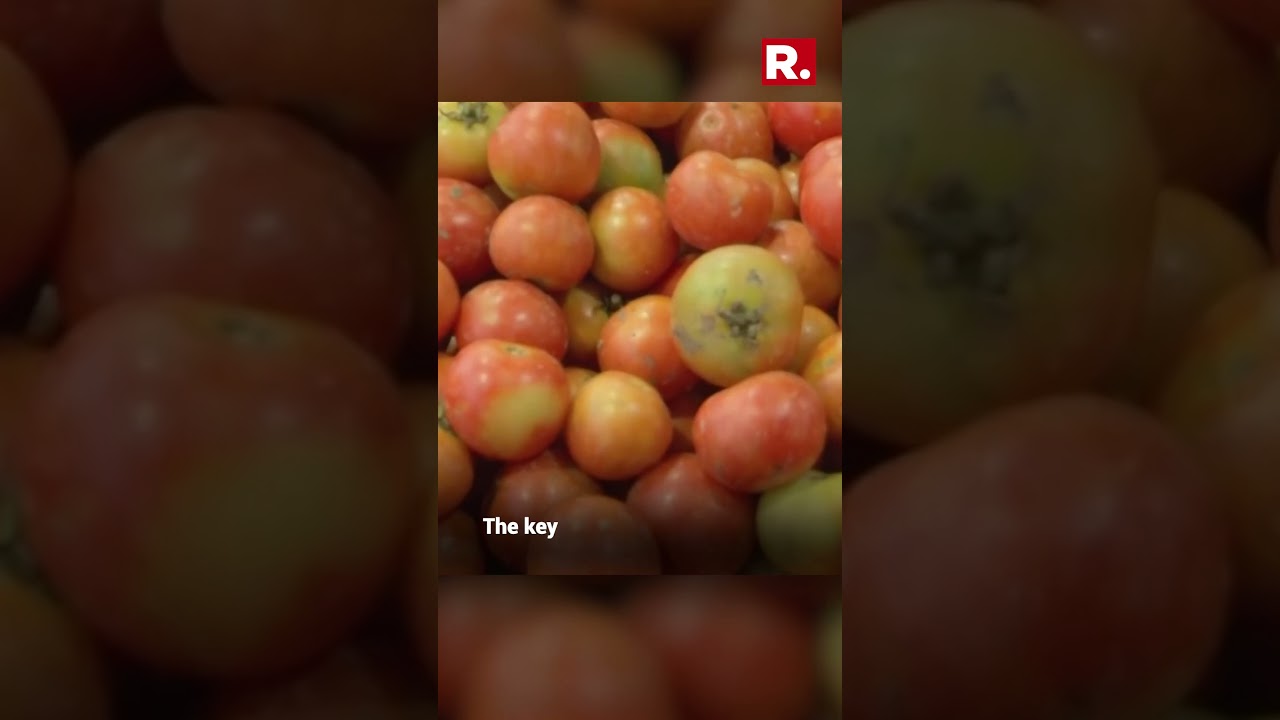 The skyrocketing price of tomatoes has added to woes of consumers. Why is the tomato price surging?