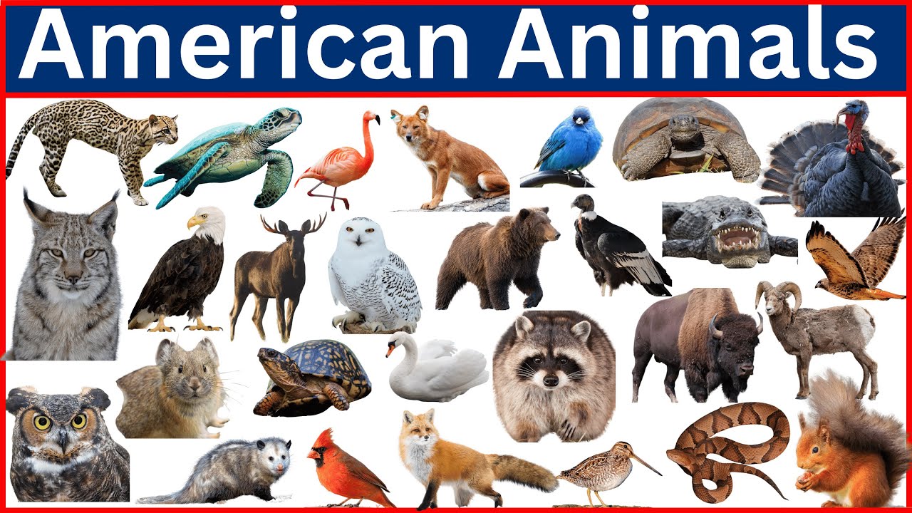 50 Rare American Animals You Never Knew Existed!