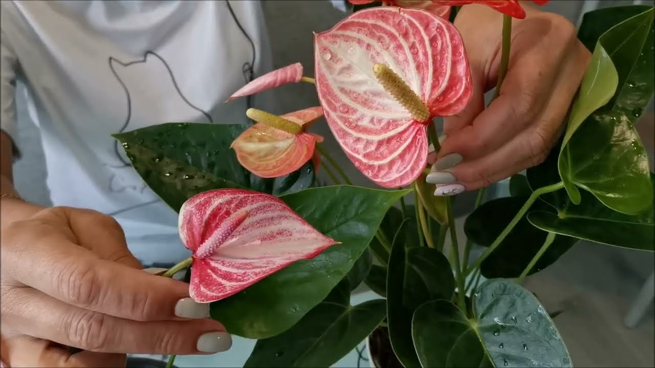 Антуриум Livium Orange
