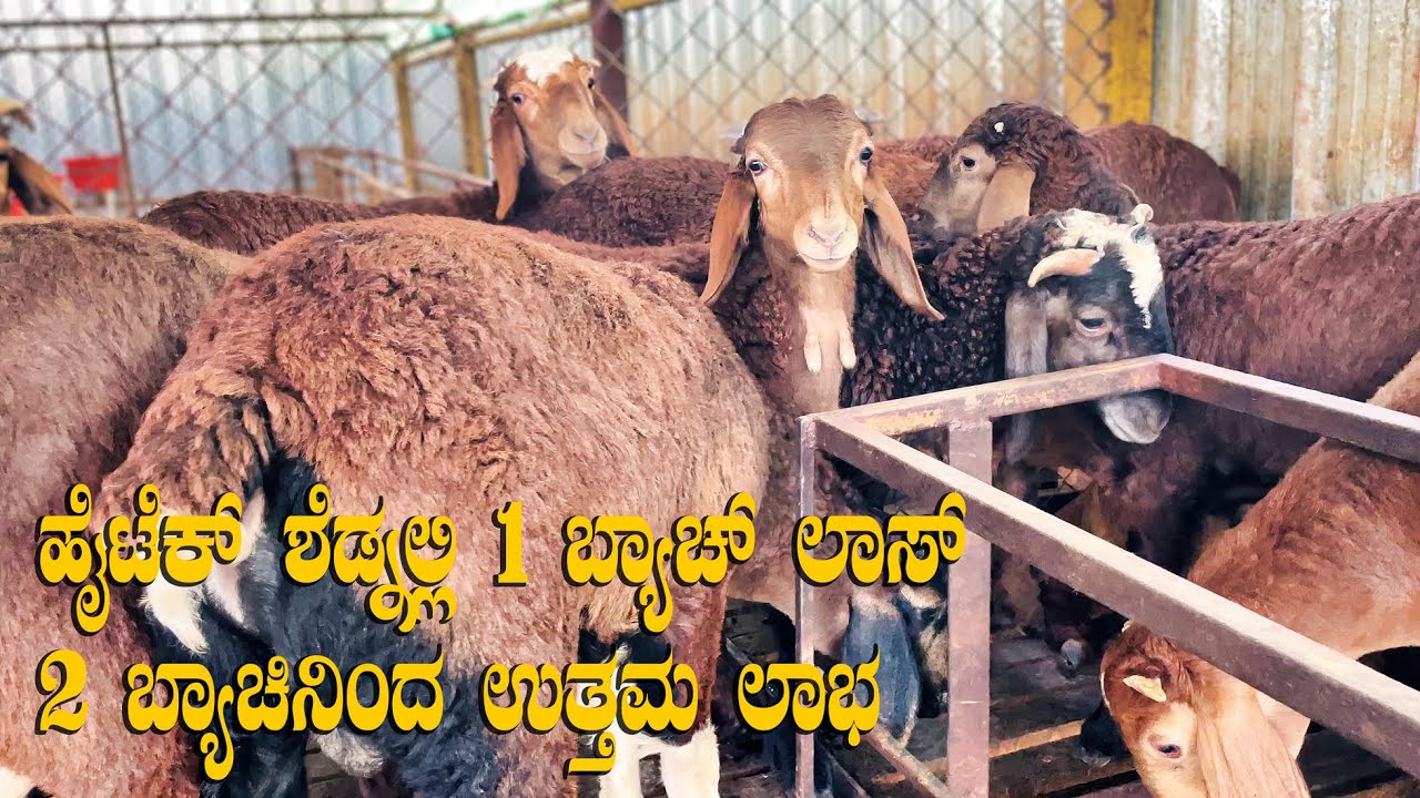 Profitable Fattening Sheep for Meat Kenguri Sheep Farming for Mutton Purpose