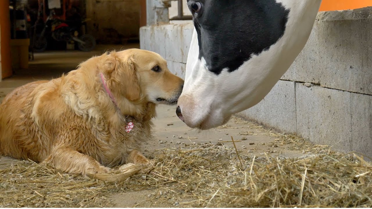 Relax, take  a 6 minute break, down at the farm