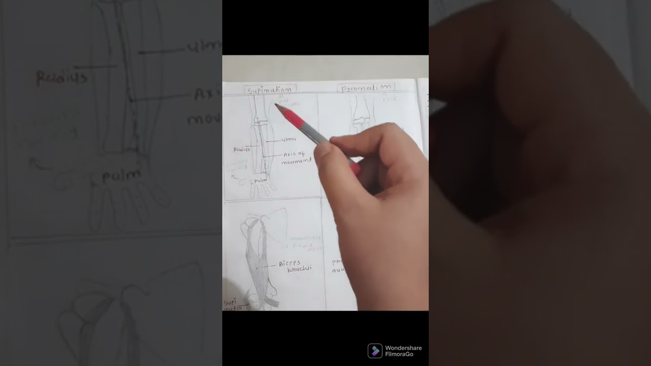 supination and pronation