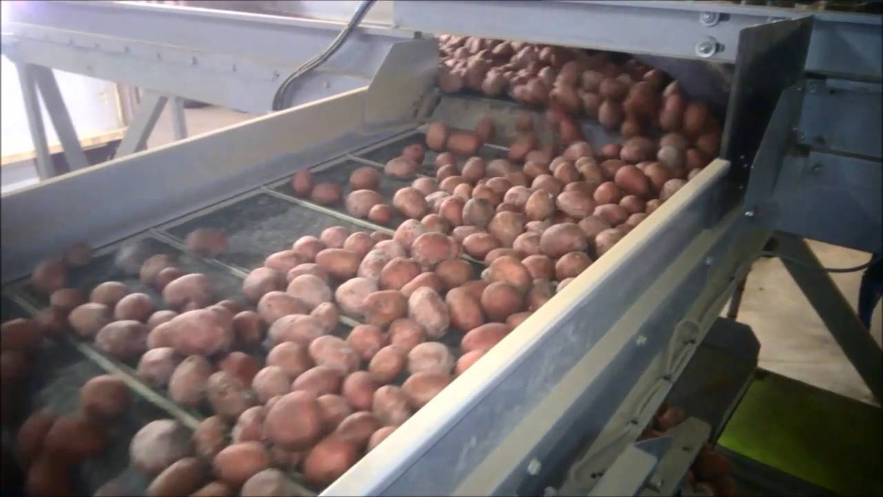 линия за картофи пакетиране