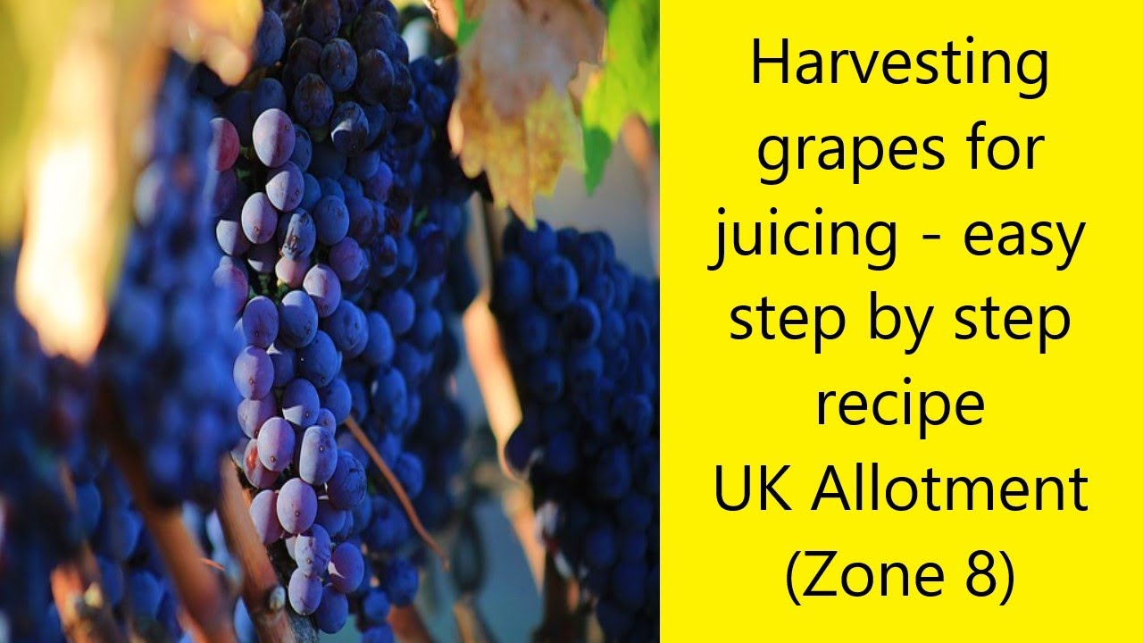Harvesting grapes for juicing - easy step by step recipe. UK Allotments (Zone 8)