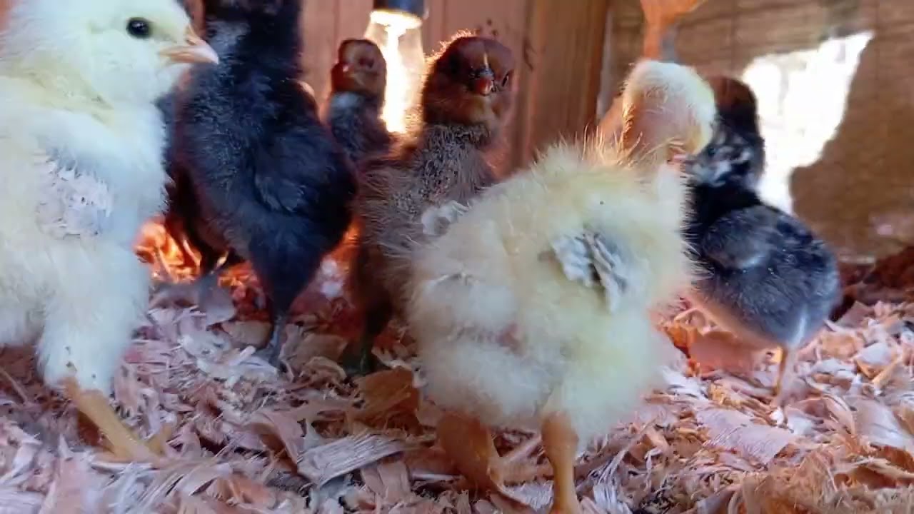 Mostrando os pintinhos da chocadeira