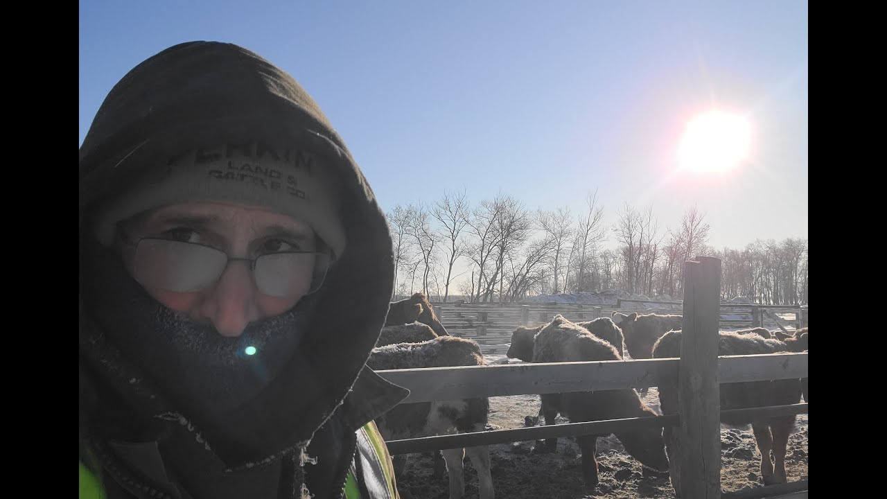 A  -50C day on the ranch