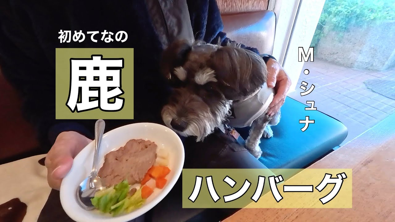 犬カフェで鹿ハンバーグ　M・シュナまりん初体験