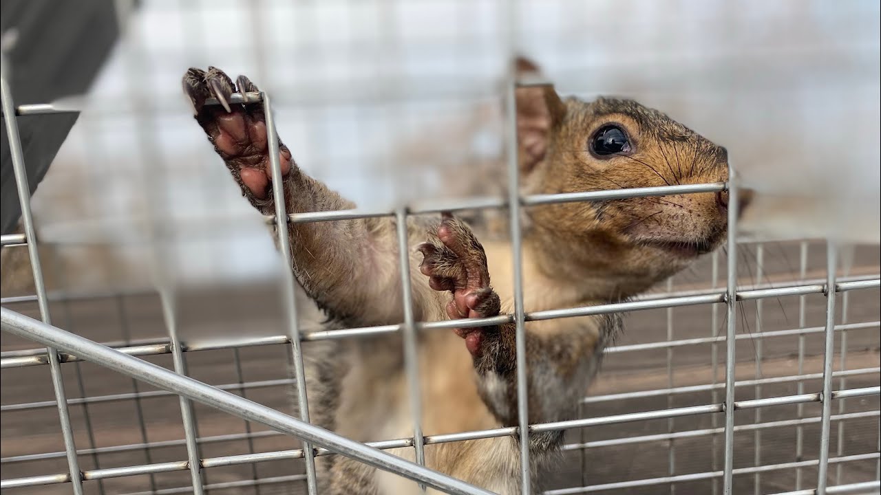 Get Rid of Pests & Wildlife Fast | Local Pest Control Services That Work!