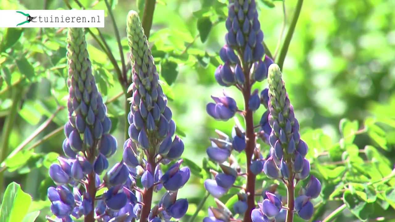 Landelijke tuin aanleggen - Tuinieren.nl