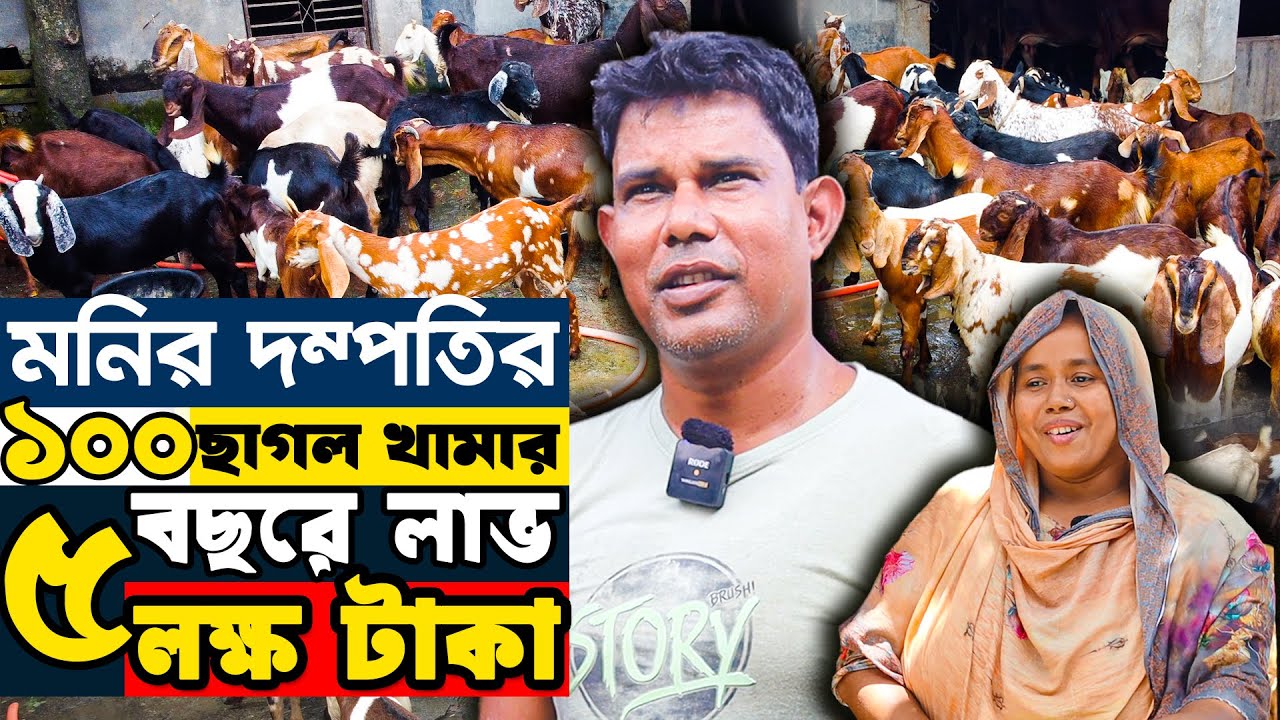 স্বামী স্ত্রীর ১০০ ছাগল খামারে - ব্যবসার পাশাপাশি বছরে লাভ ৫ লক্ষ টাকা | goat farming in bangladesh