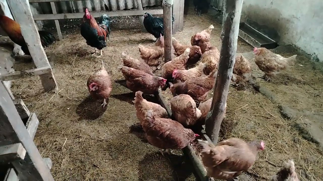 Тауық қораға абзор.